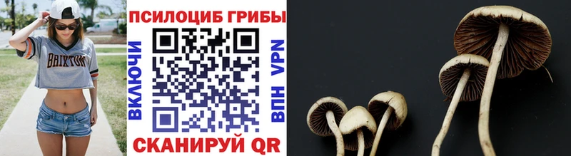 Купить Мурино Псилоцибиновые грибы мухоморы